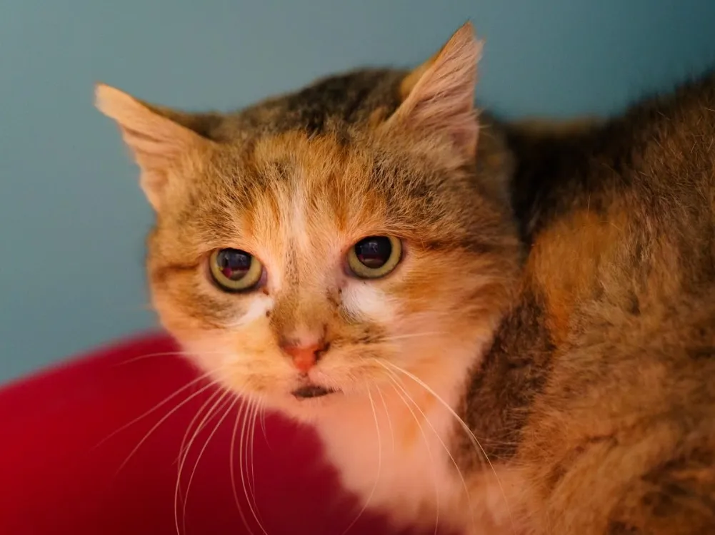 À l'adoption : Bolivie