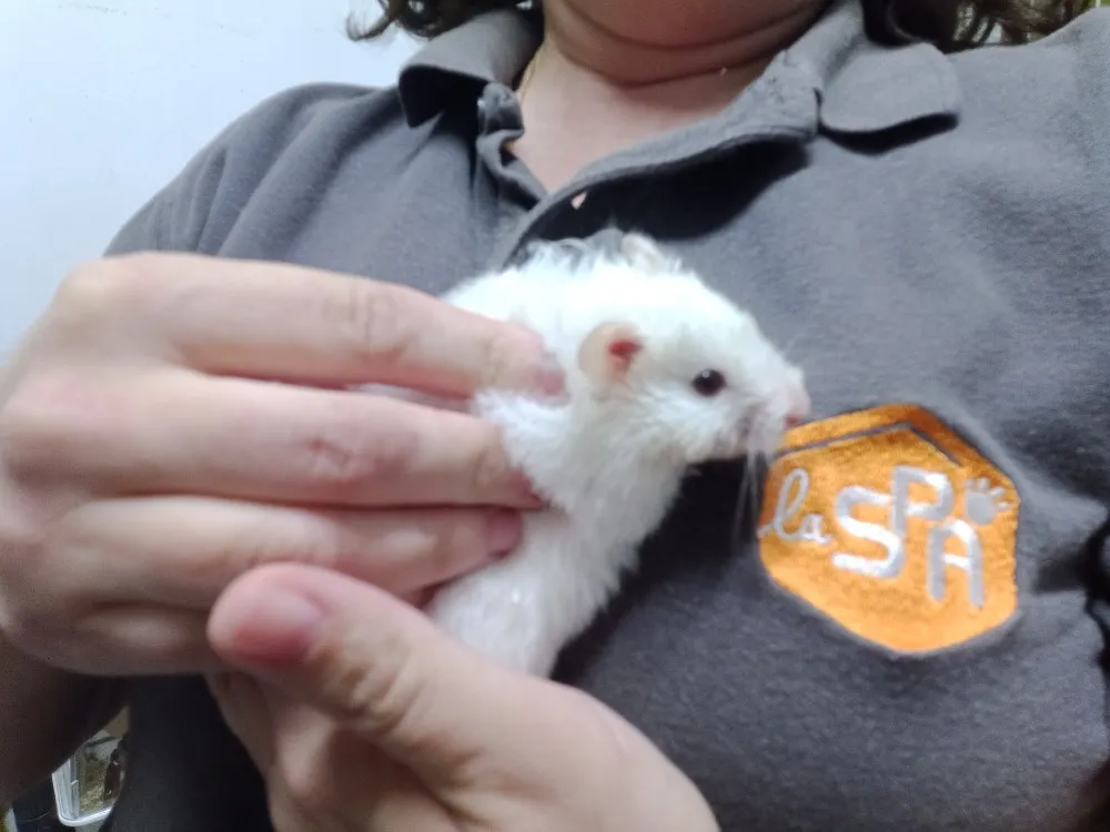 À l'adoption : Zazou