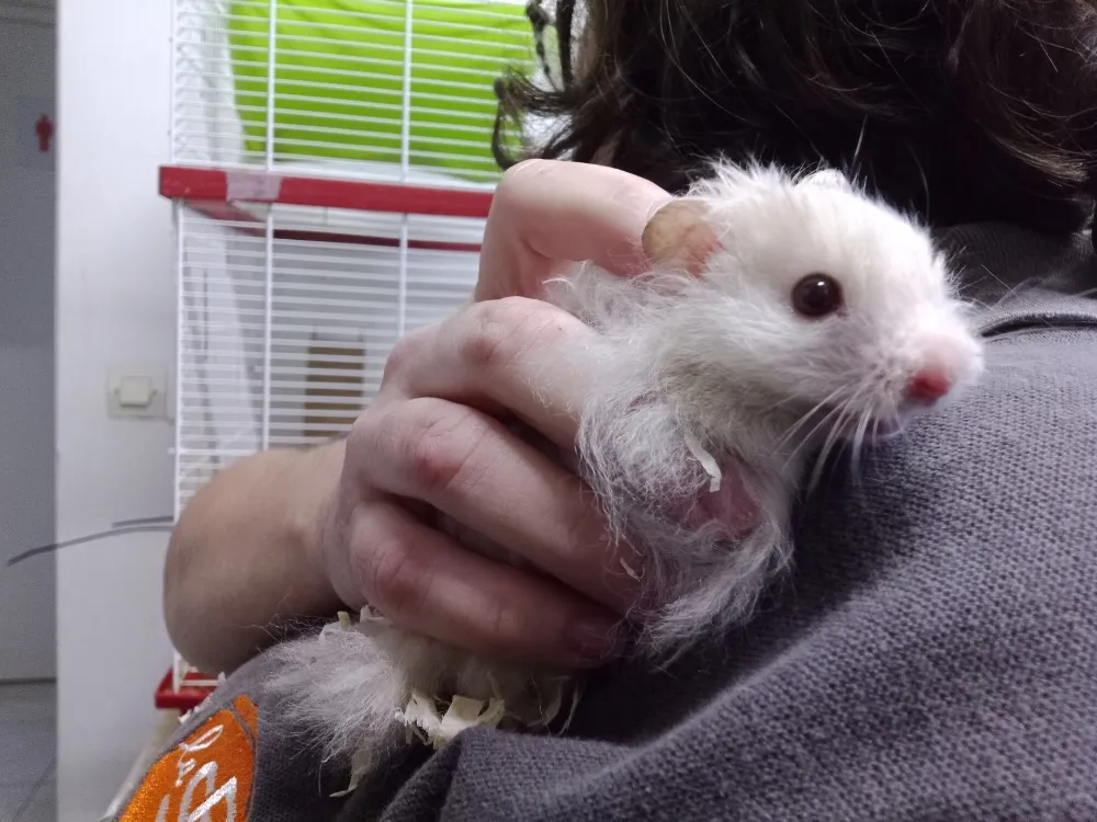 À l'adoption : Zigou