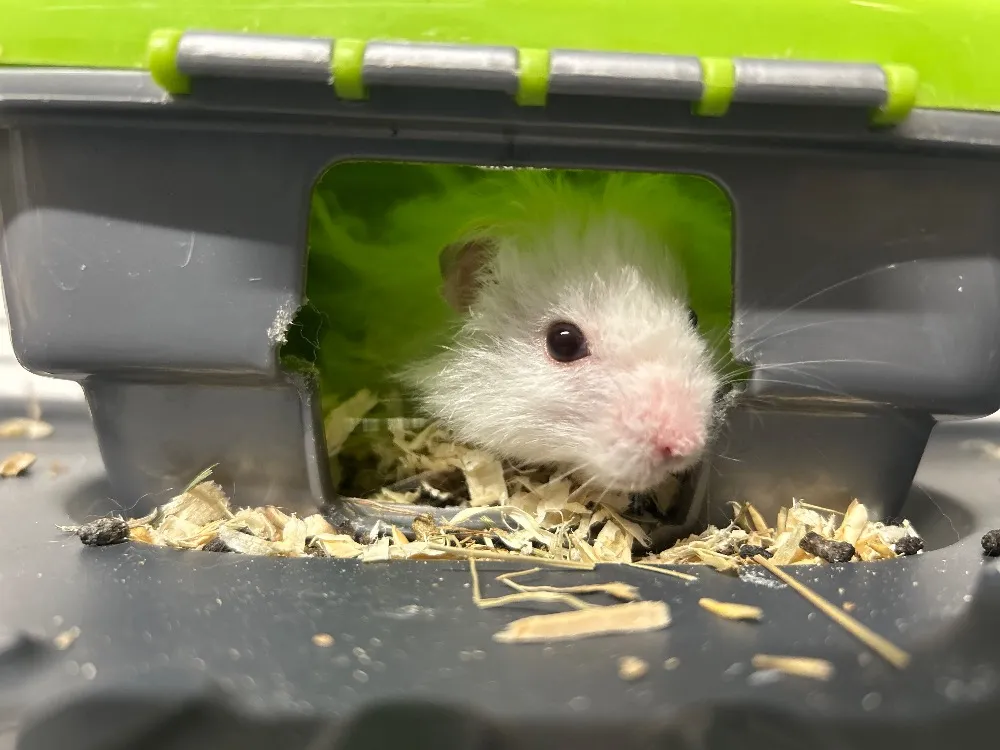 À l'adoption : Azimut