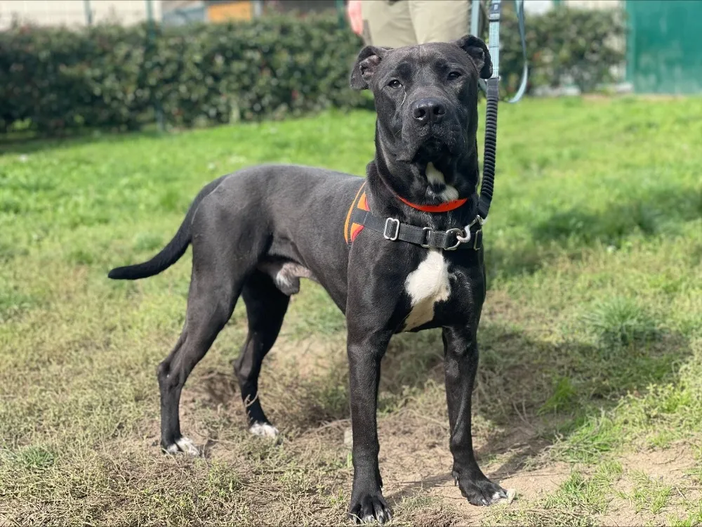 À l'adoption : L'Artist