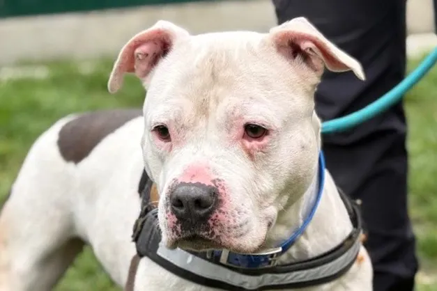 À l'adoption : Pola