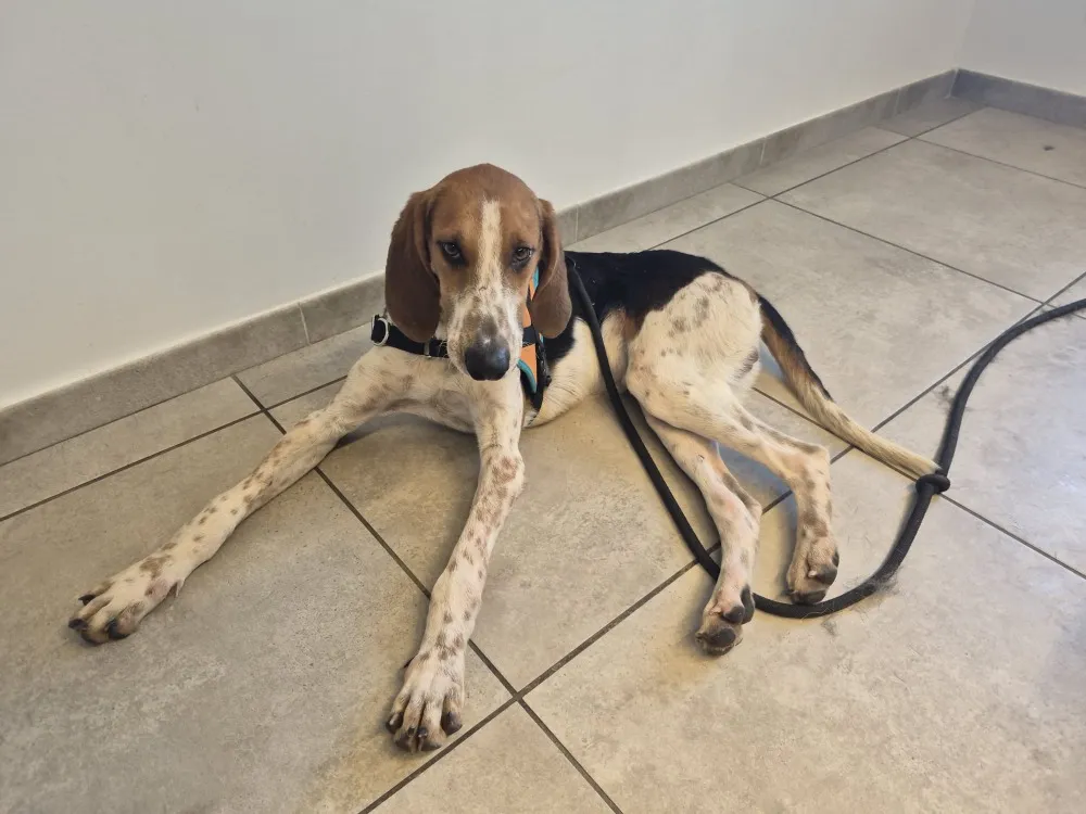 À l'adoption : Micky