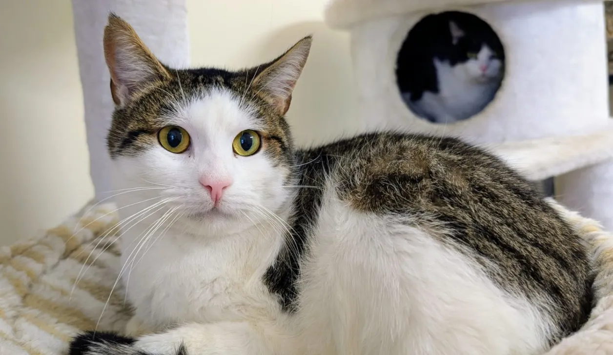 À l'adoption : Rocket