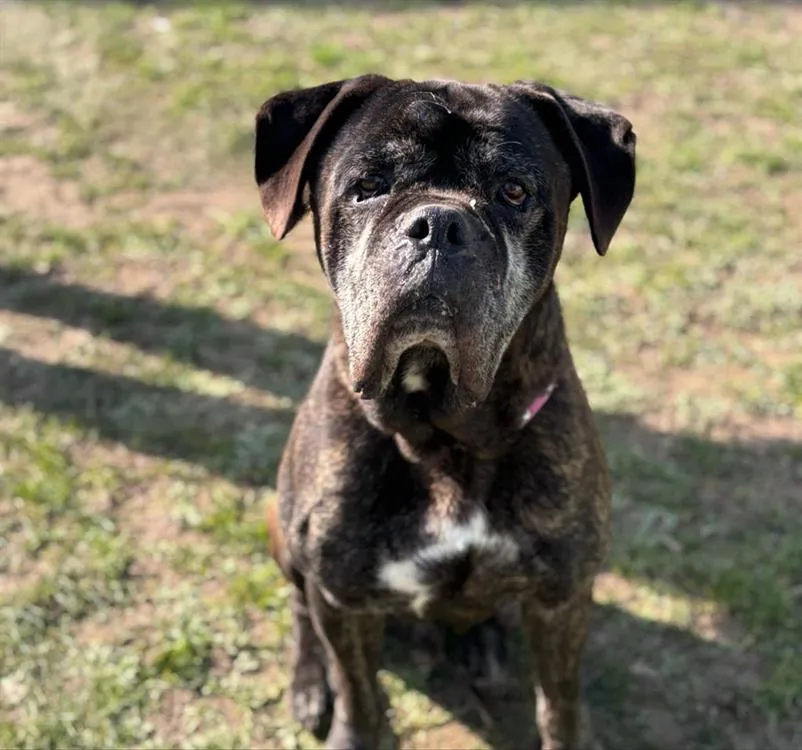 À l'adoption : Malko Caa14180