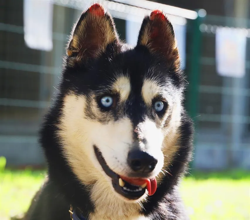 À l'adoption : Balto