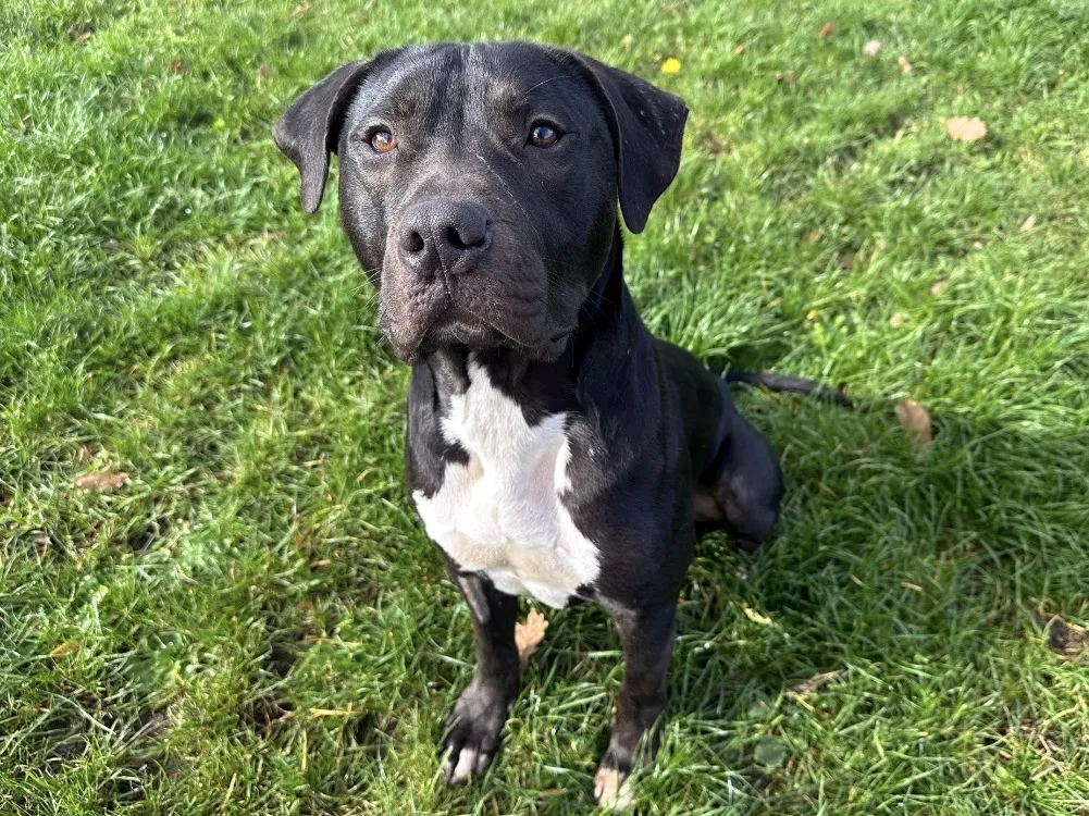 À l'adoption : Hades Paa23058