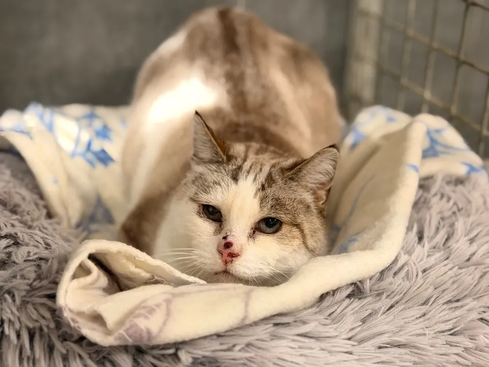 À l'adoption : Suyoil