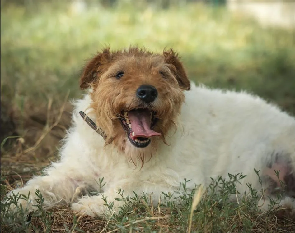 À l'adoption : Orion