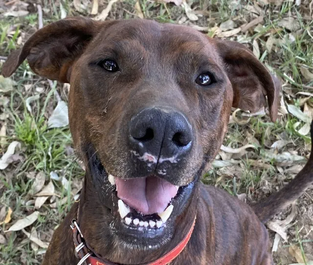 À l'adoption : Zeus