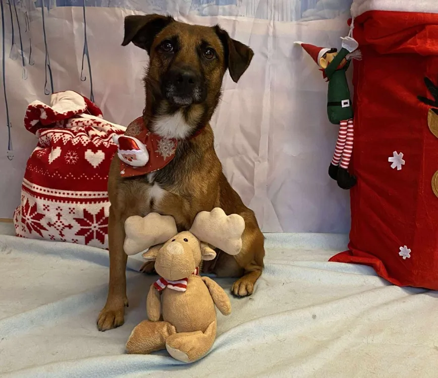 À l'adoption : Atika