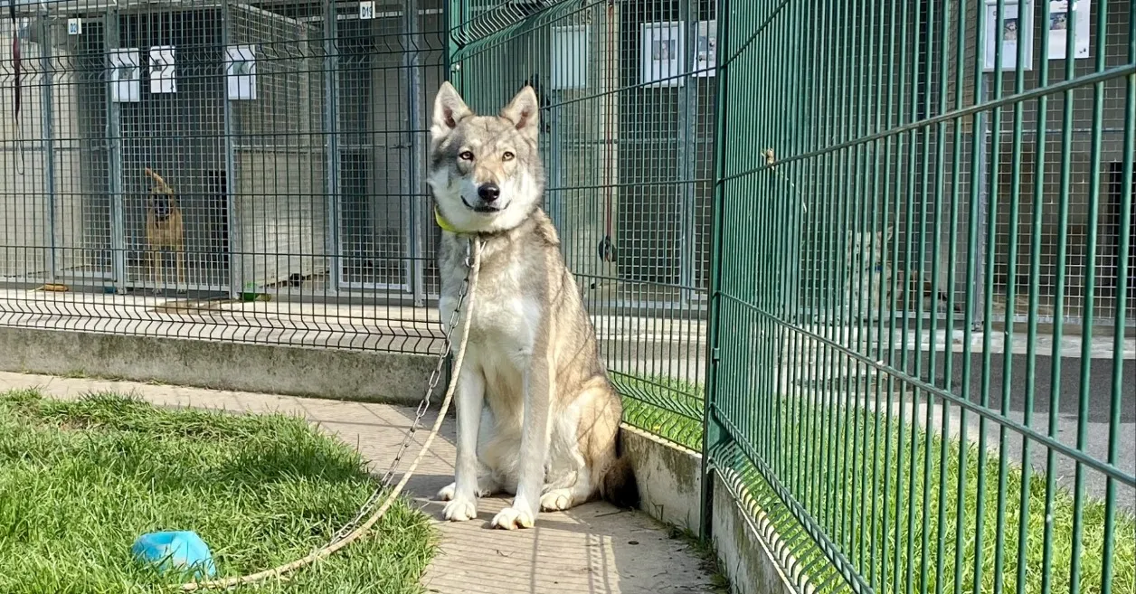 À l'adoption : Fury