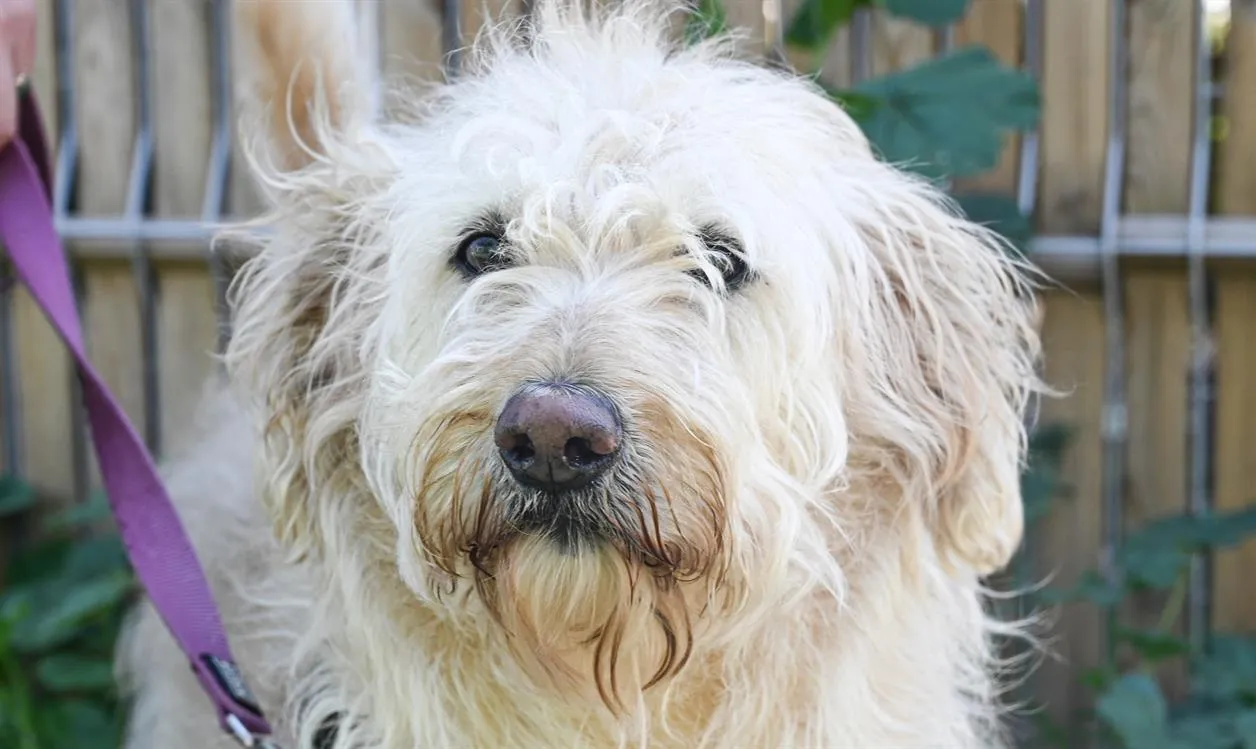 À l'adoption : Nilo