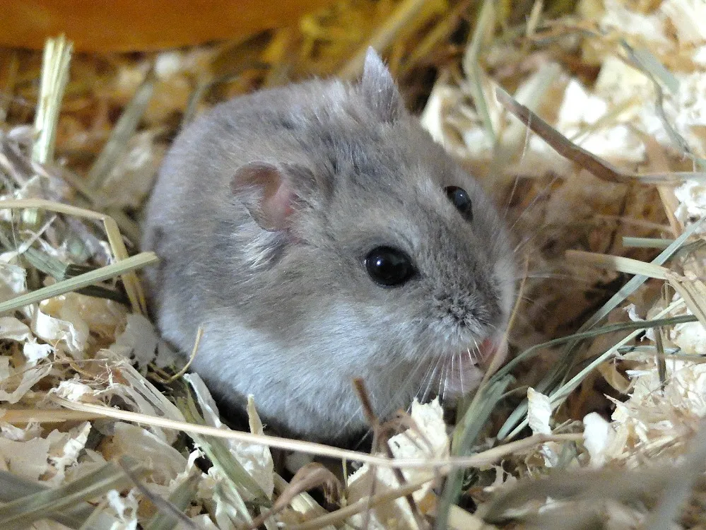 À l'adoption : Tchoupi Pac1337