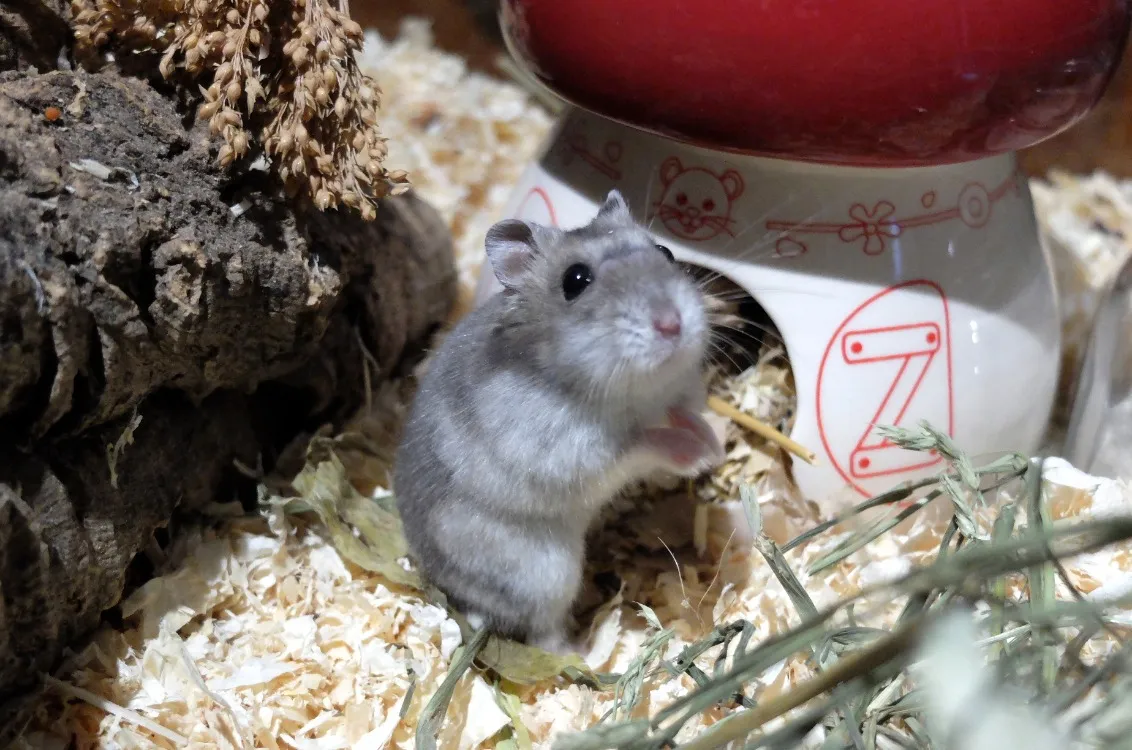 À l'adoption : Tarzan Pac1338