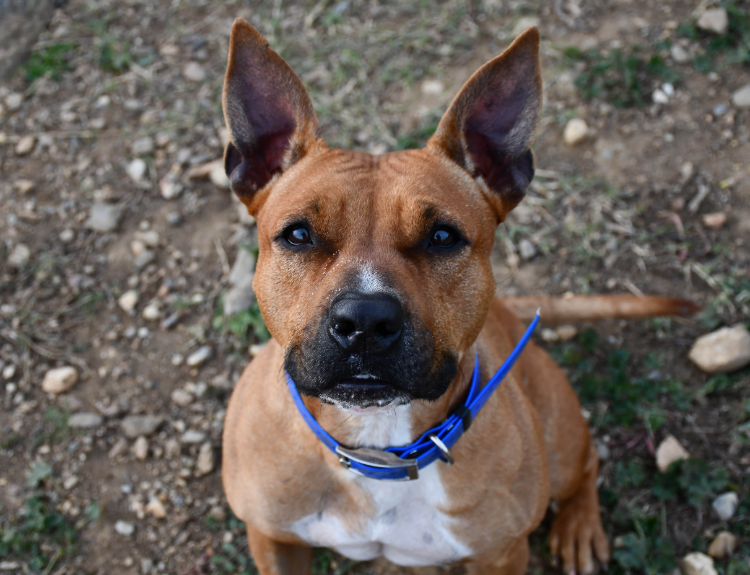 À l'adoption : Kenza