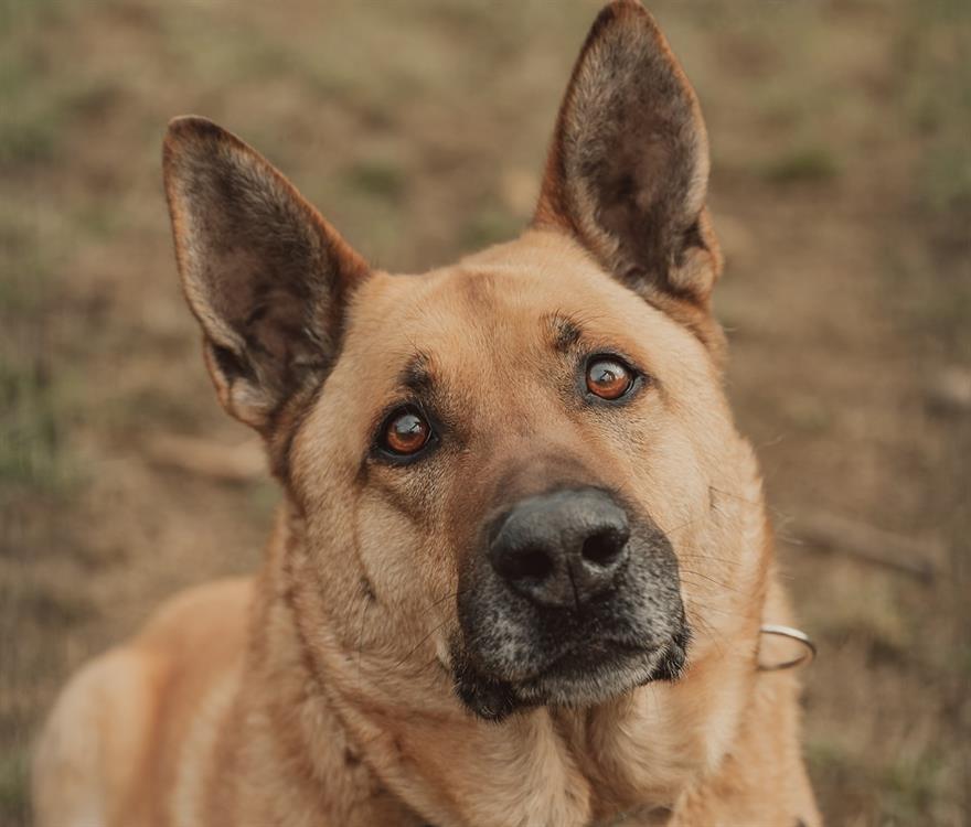 ARKO