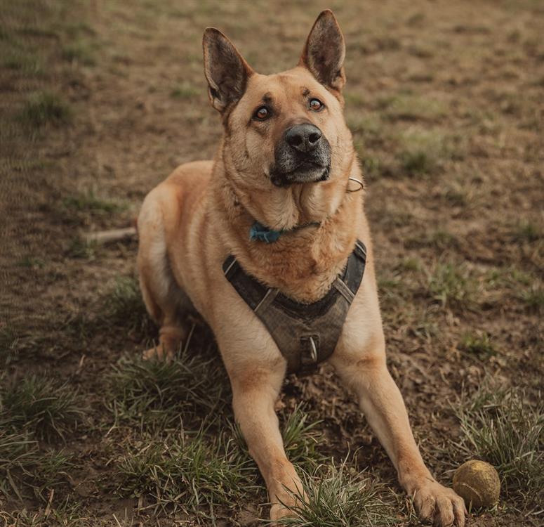 ARKO