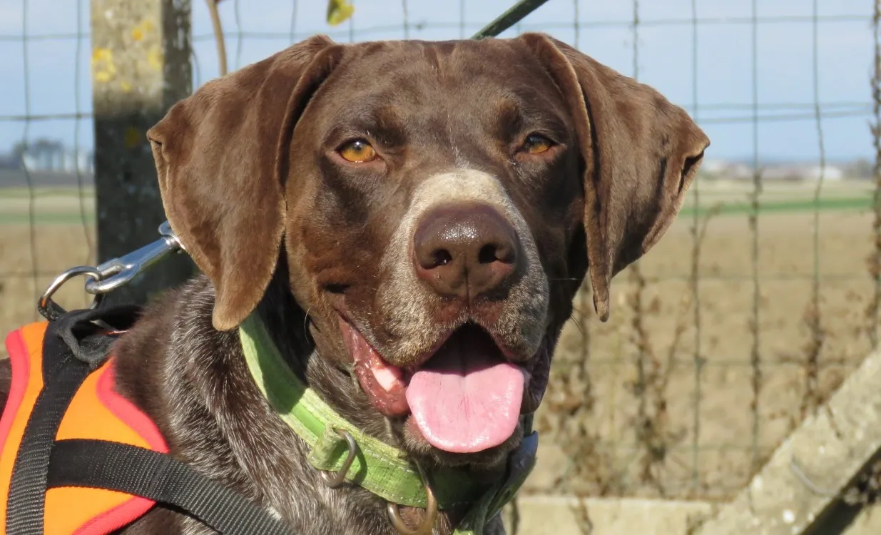 À l'adoption : Chico