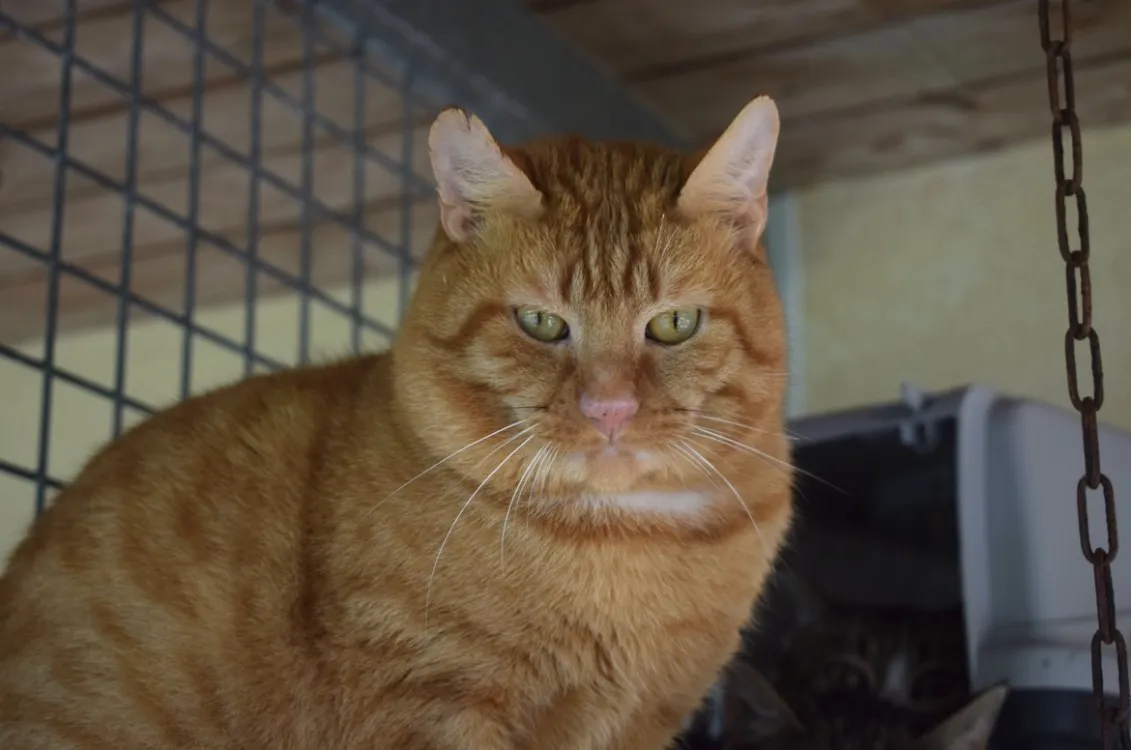 À l'adoption : Warrior