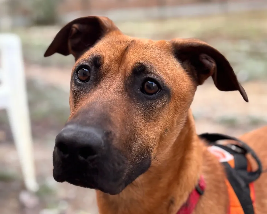 À l'adoption : Simba