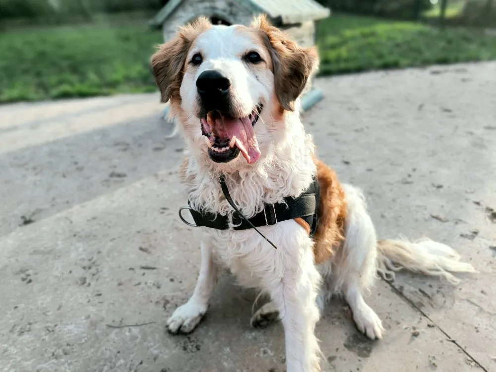 À l'adoption : Brak Paa23056