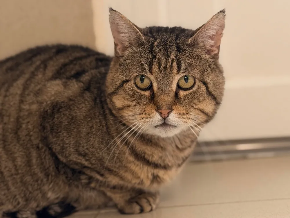 À l'adoption : Mittwoch