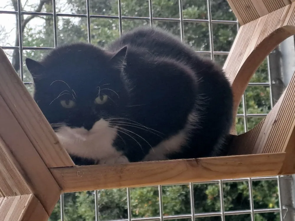 À l'adoption : Bahamas Qct