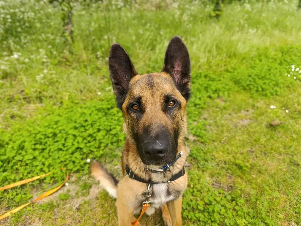 À l'adoption : Urban