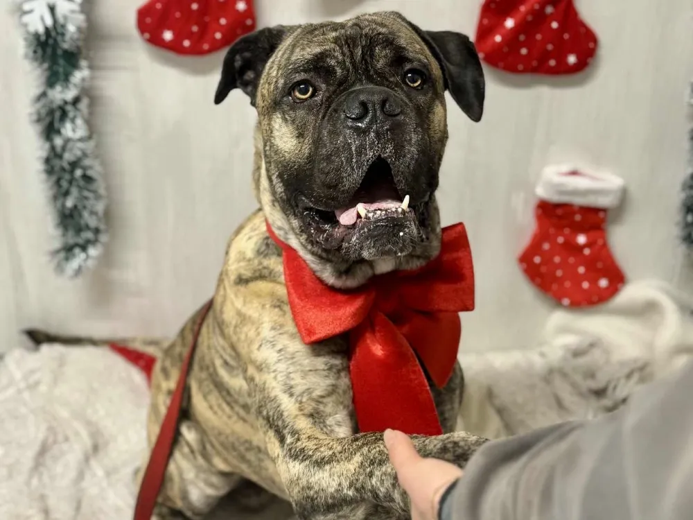 À l'adoption : Wall-E