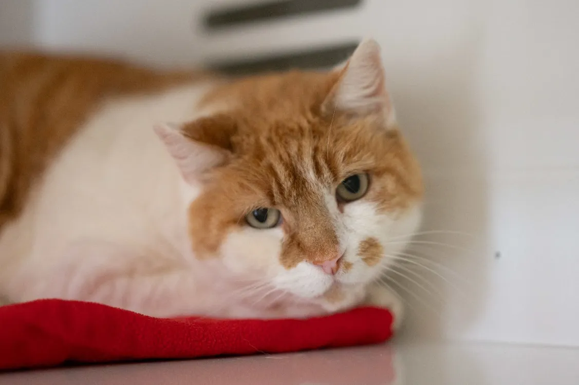 À l'adoption : Isidor