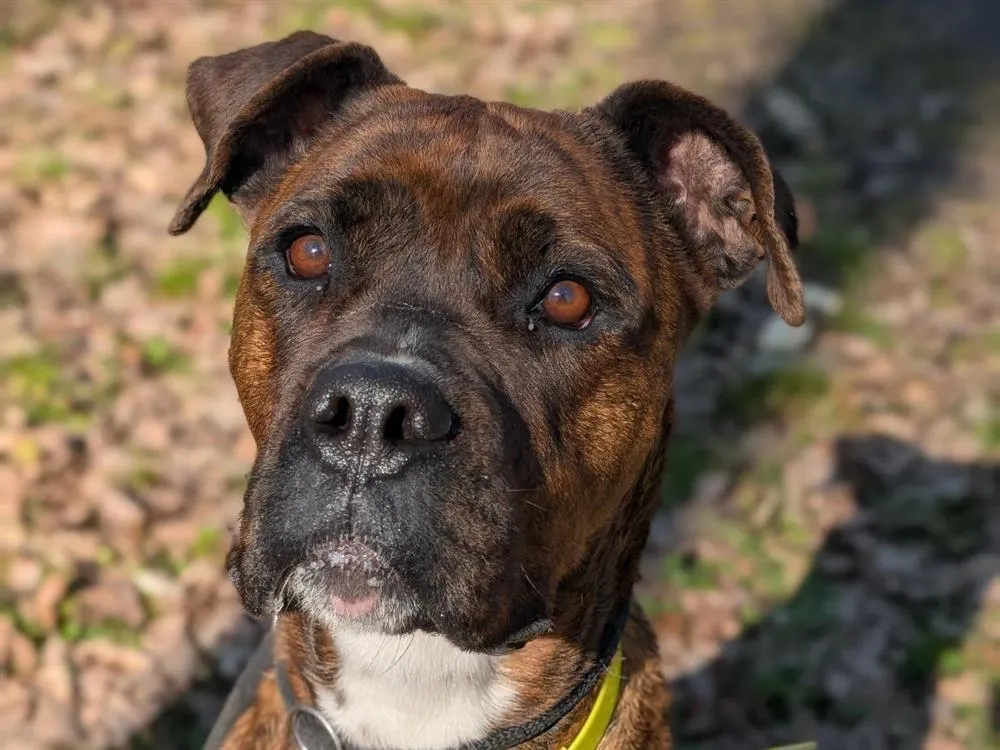 À l'adoption : Takita