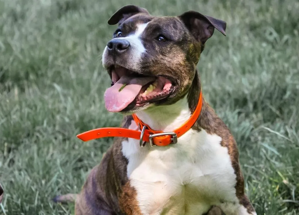 À l'adoption : Prada