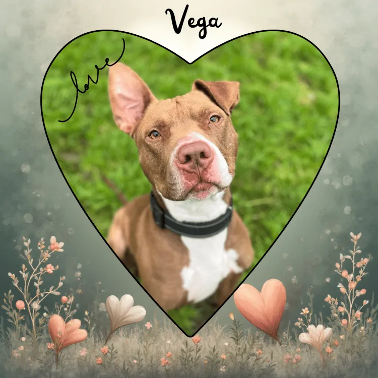 À l'adoption : Vega