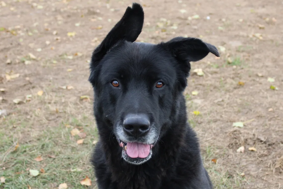 À l'adoption : Coloss