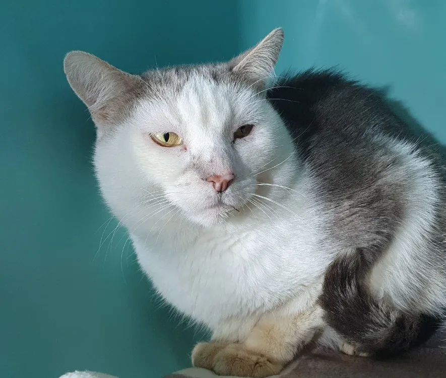 À l'adoption : Jean Eric Cha