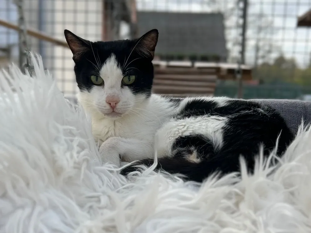 À l'adoption : Kit Kat