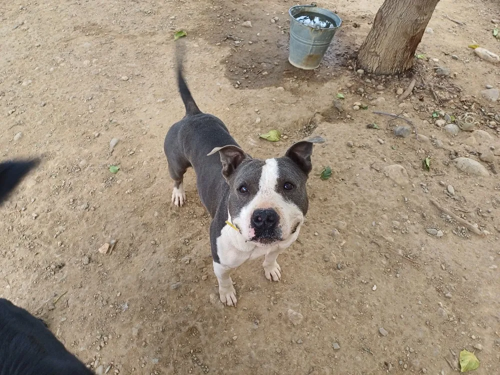 À l'adoption : Pablo