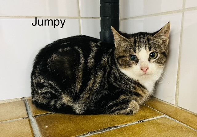 Adopter Tumpy, Chat - La SPA - Refuge de Poulainville