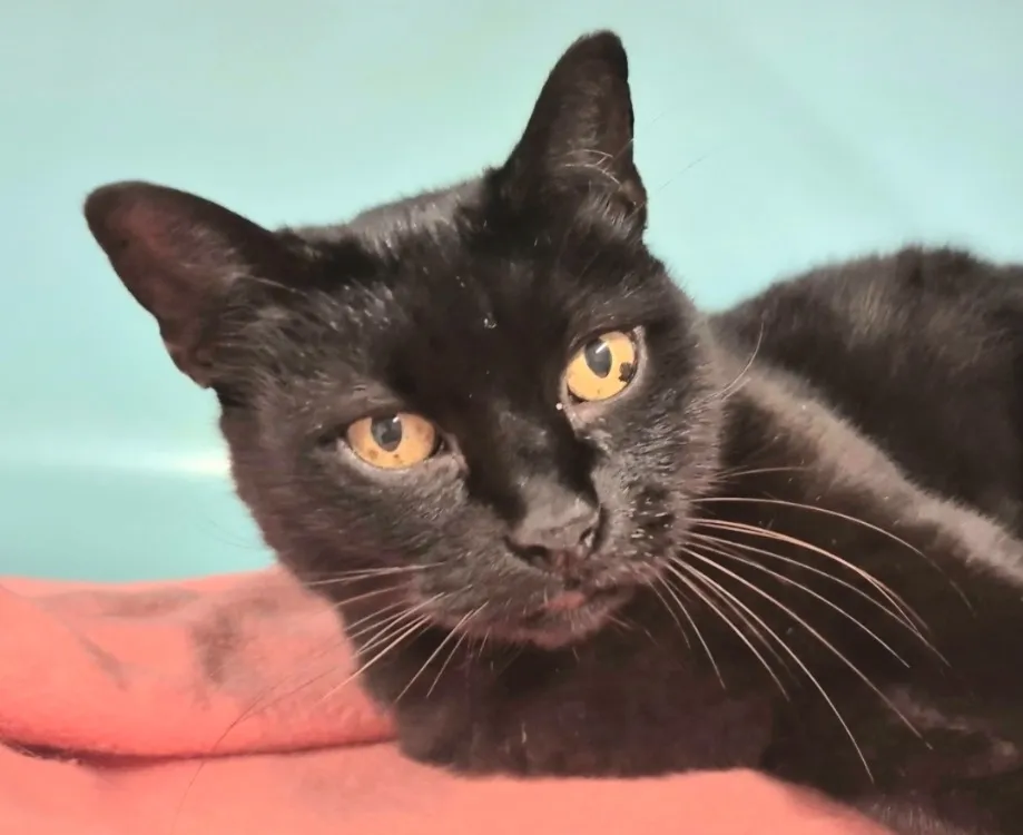 À l'adoption : Pink