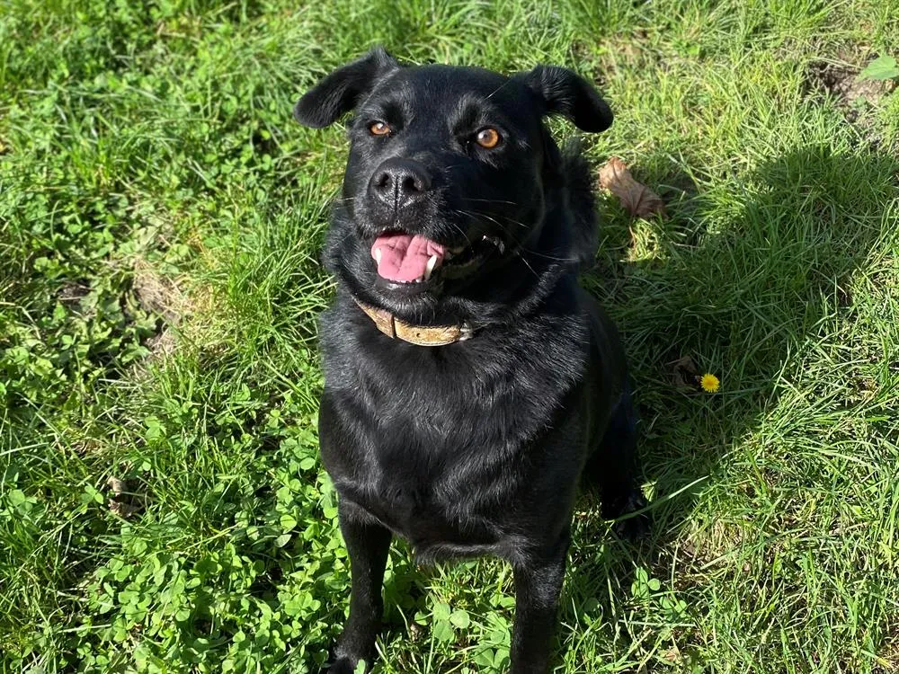 À l'adoption : Tania