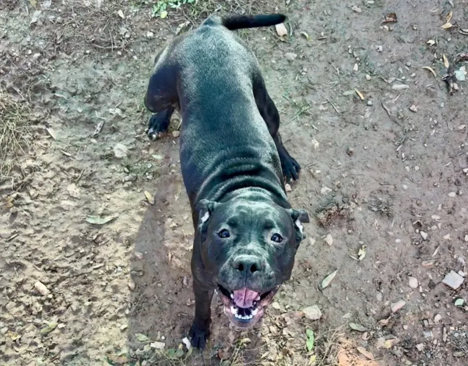 À l'adoption : Boulette