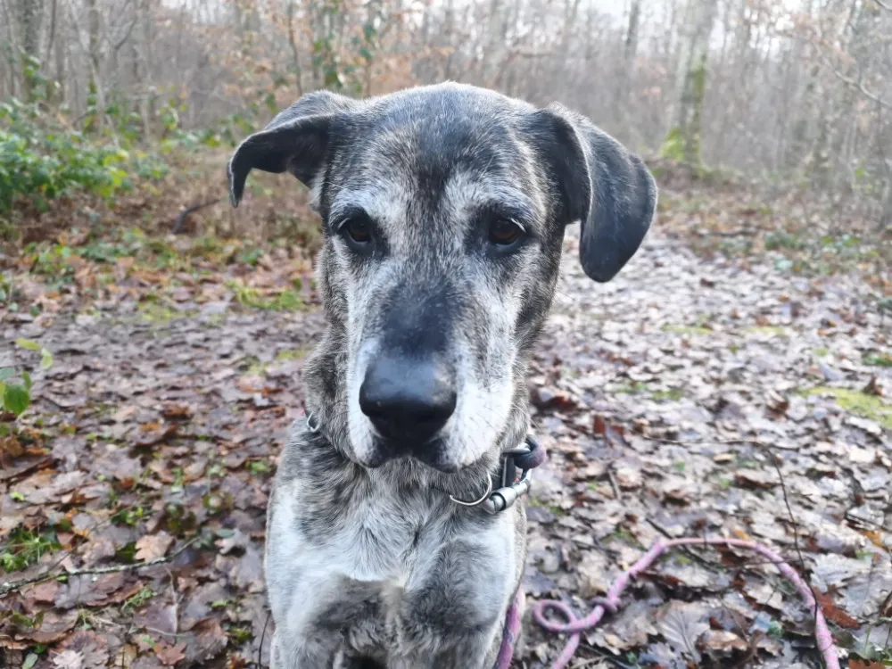 À l'adoption : Tyson