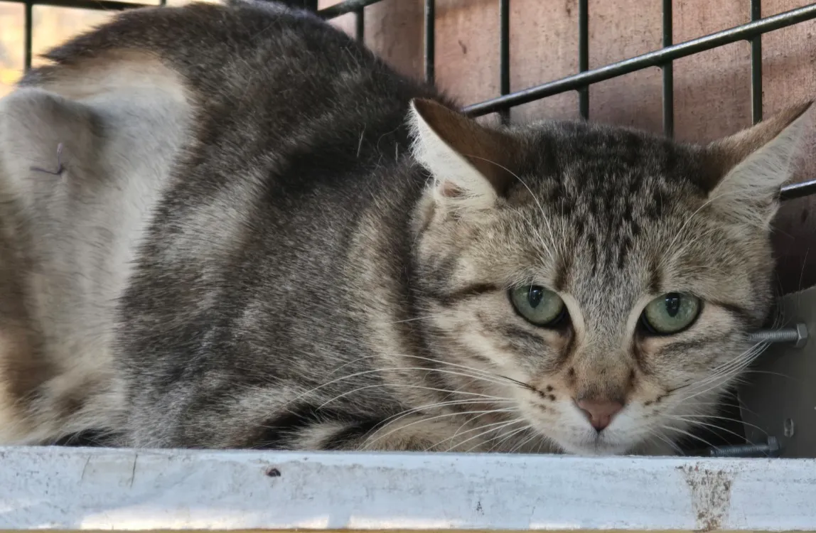 À l'adoption : Nougatine