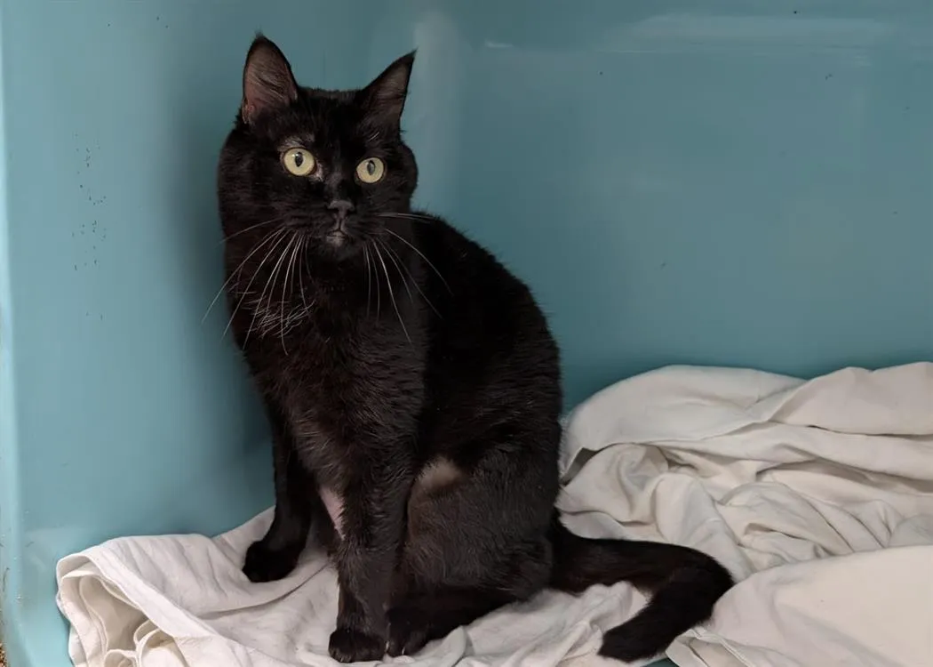 À l'adoption : Pipa