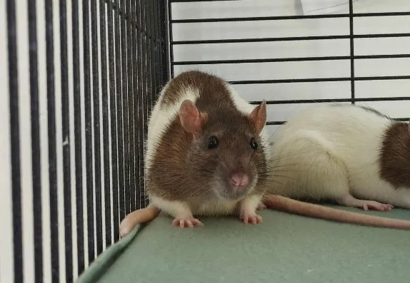 À l'adoption : Zonda