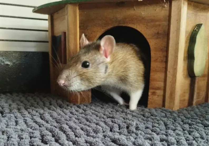 À l'adoption : Tramontane