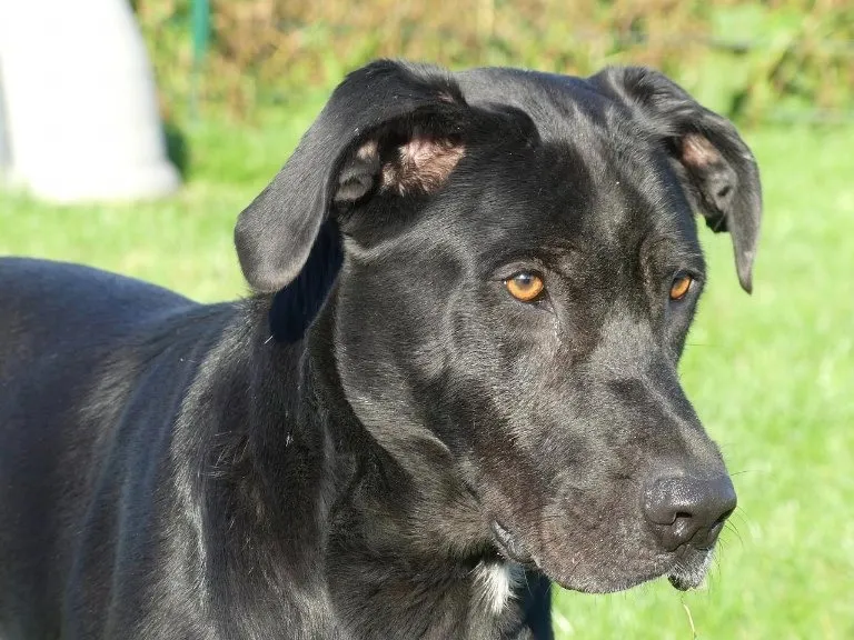 À l'adoption : Black