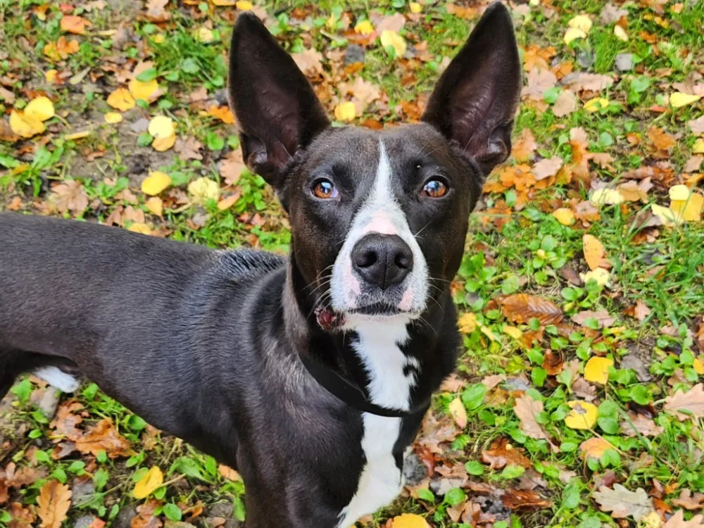 À l'adoption : Polisson