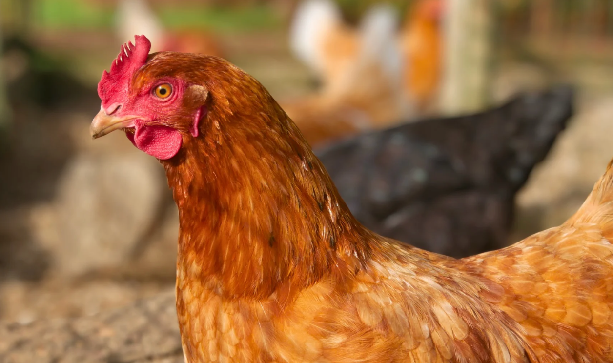 À l'adoption : Bryonia